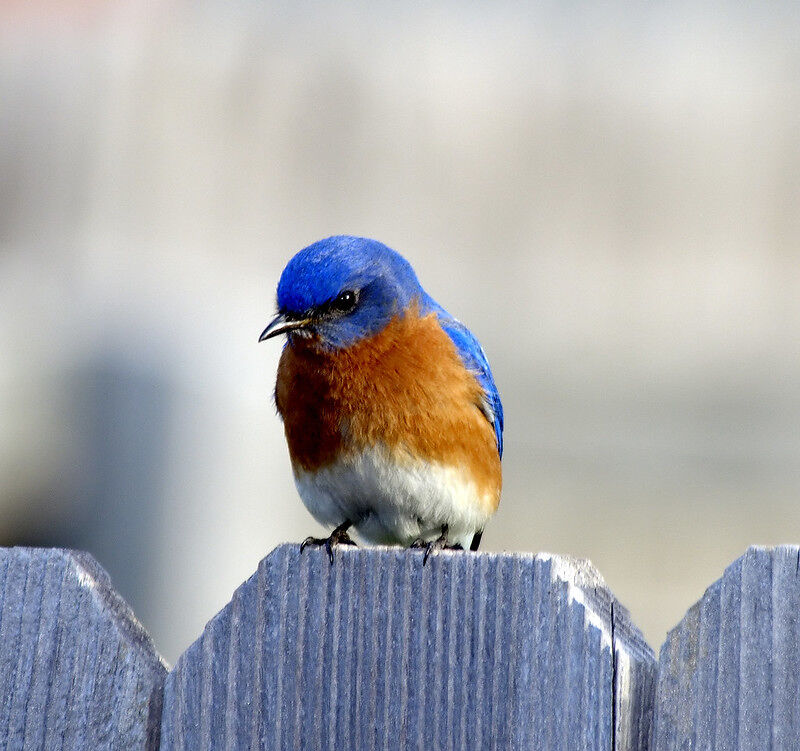 Male Eastern Bluebird