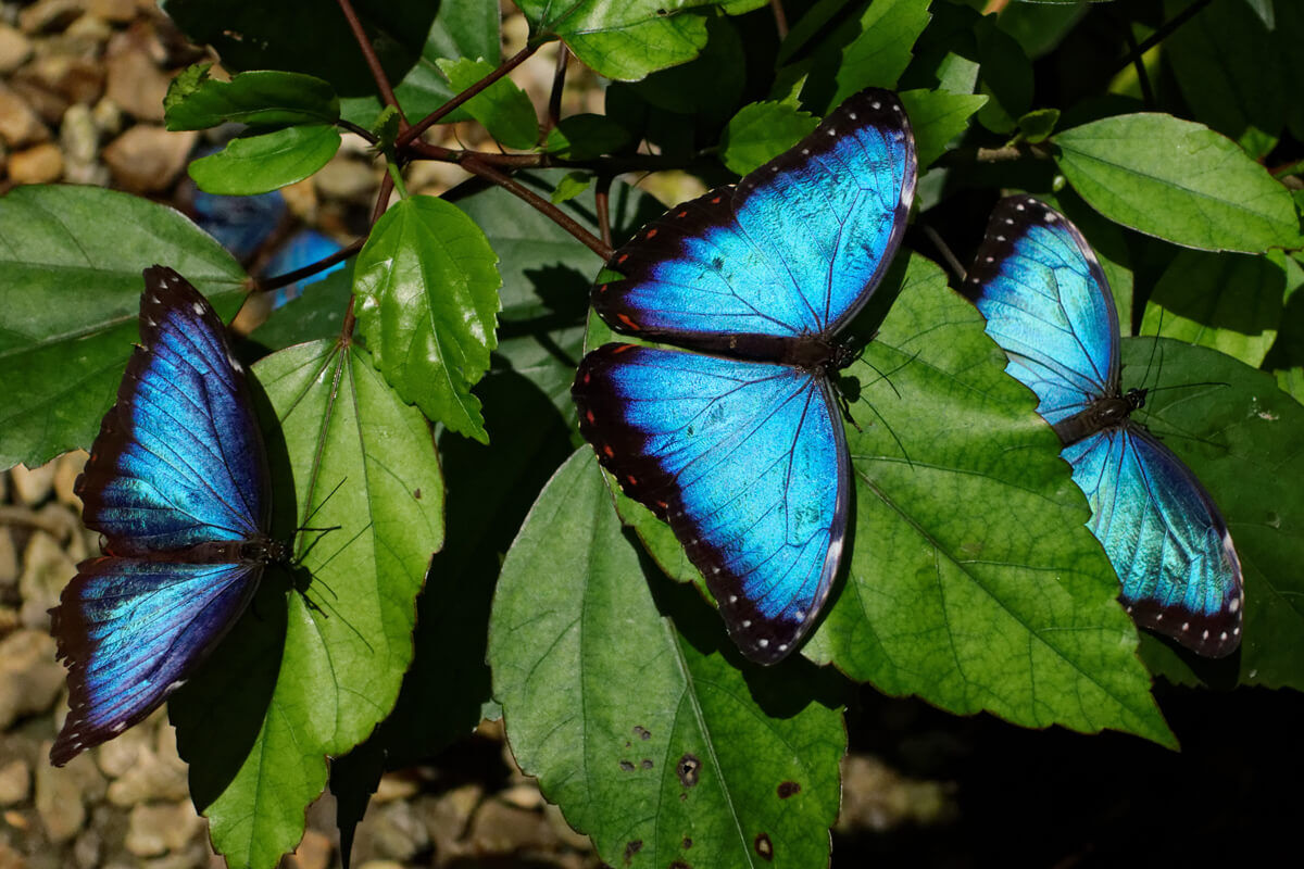 Blue Morpho Butterfly Farm