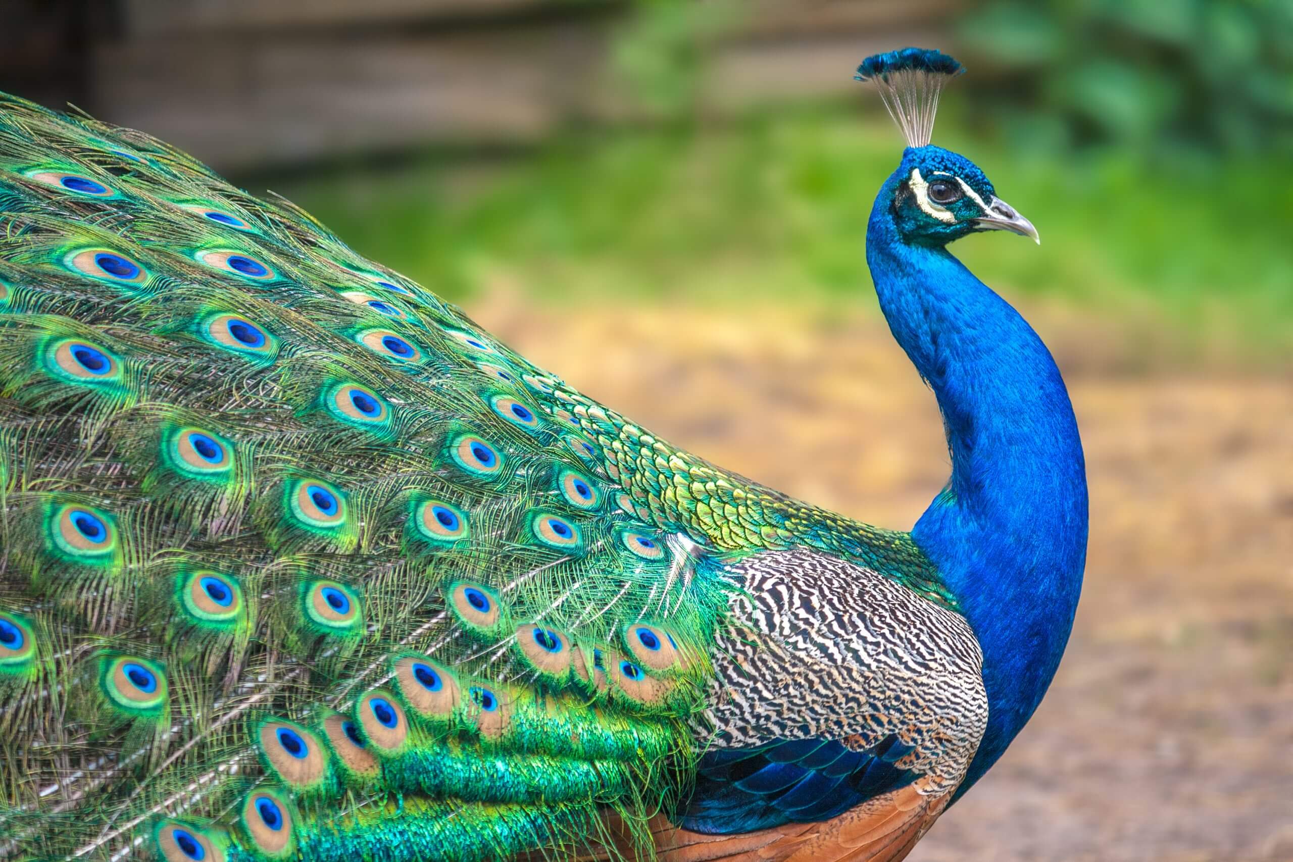 Blue Peacock One Green Planet